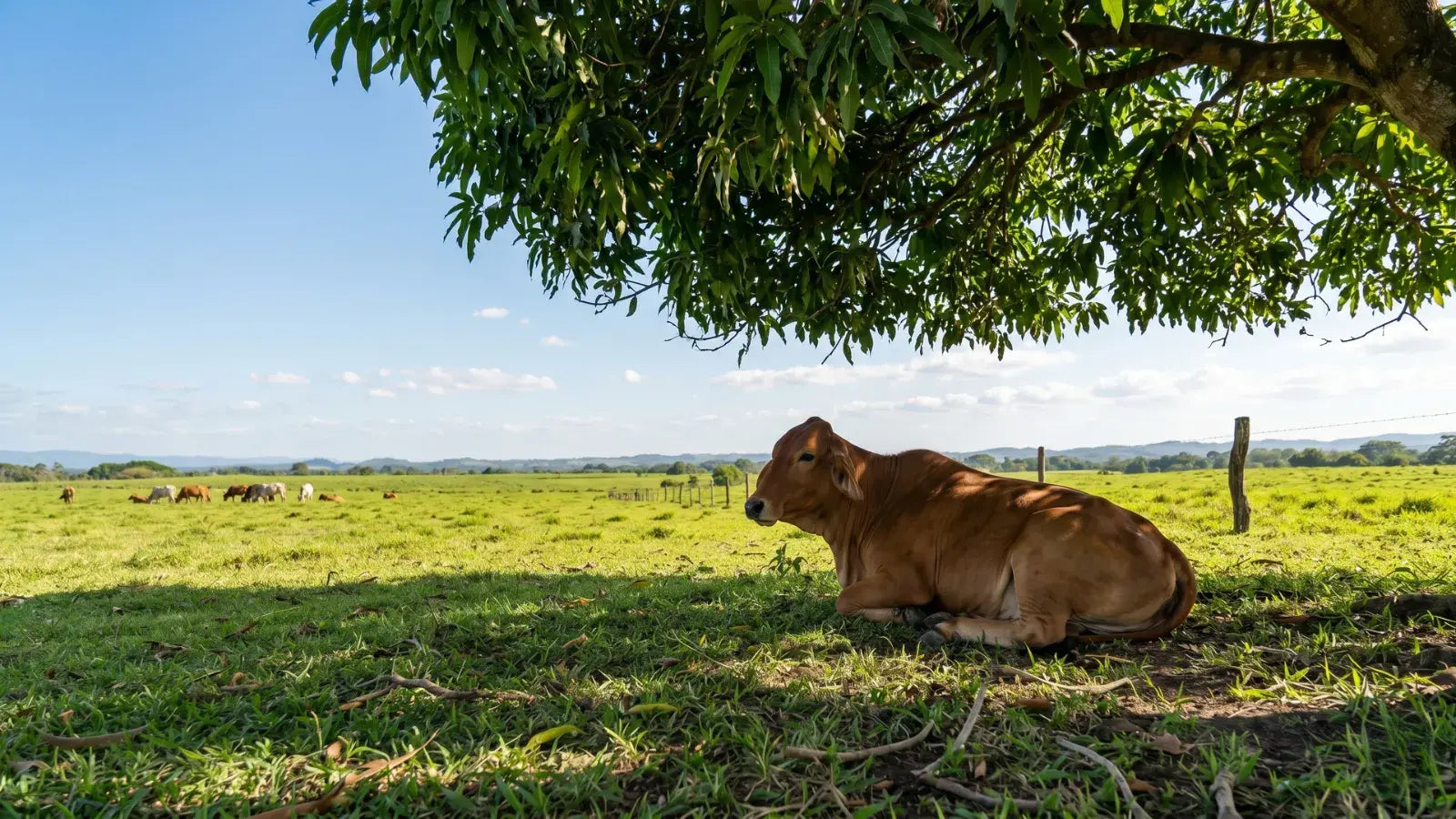 ¿Por que la carne sin hormonas es mejor para tu salud?